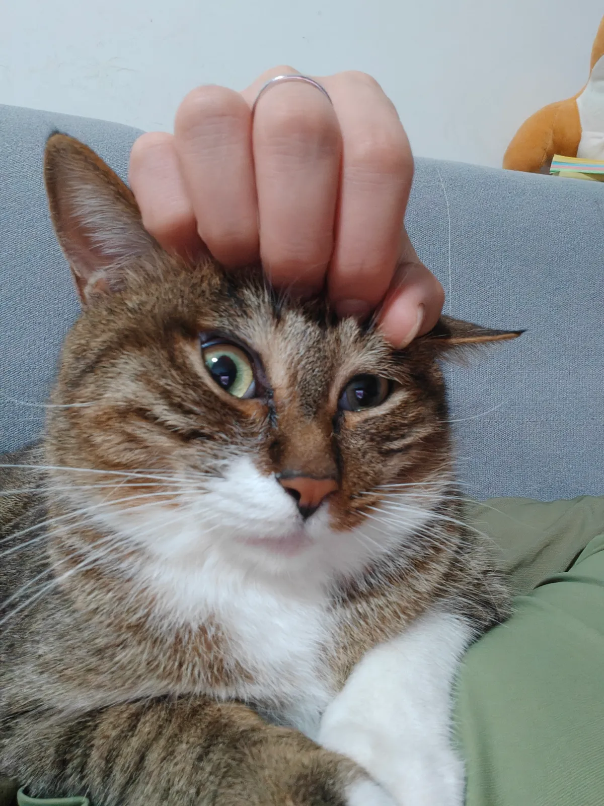 My Adorable Cat