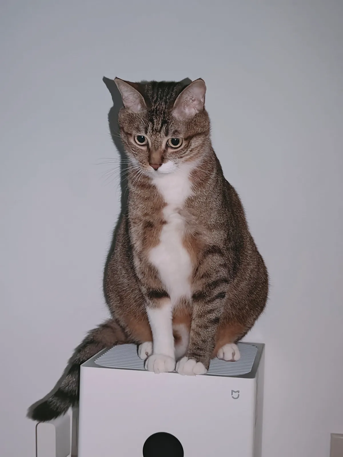 My Adorable Cat