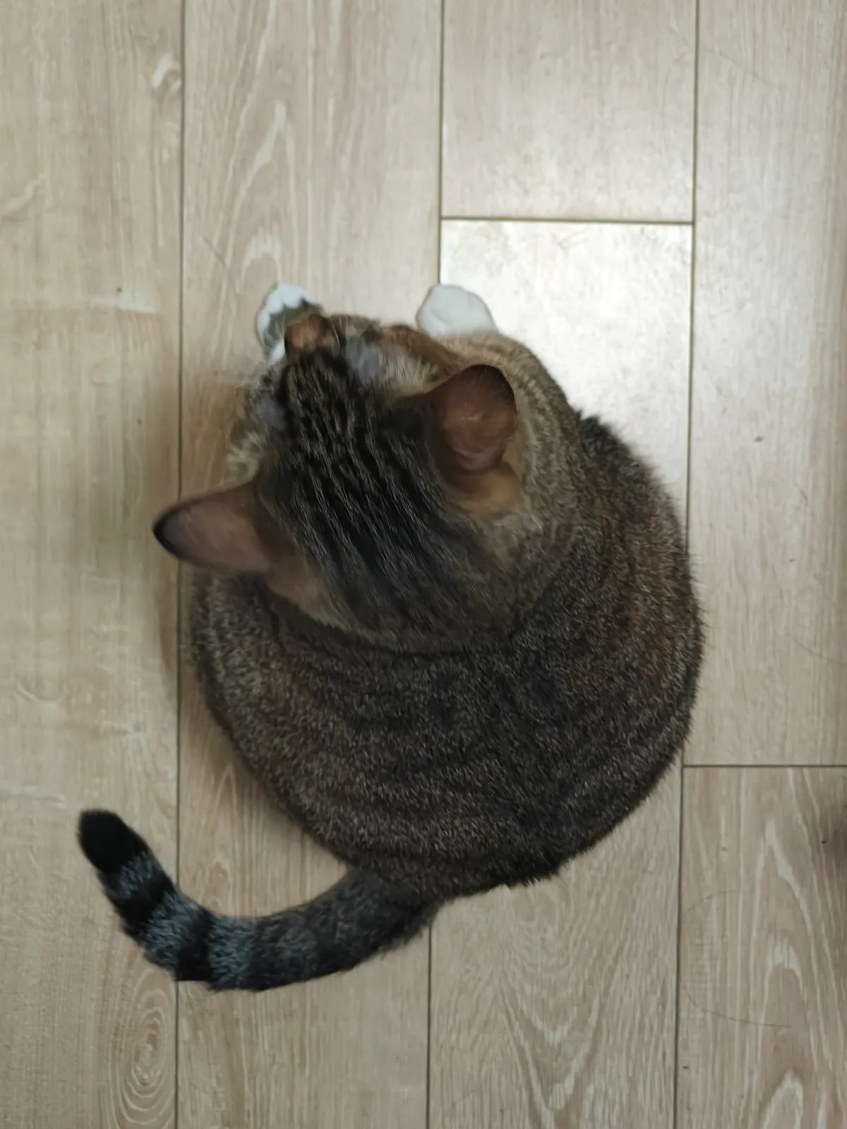 My Adorable Cat