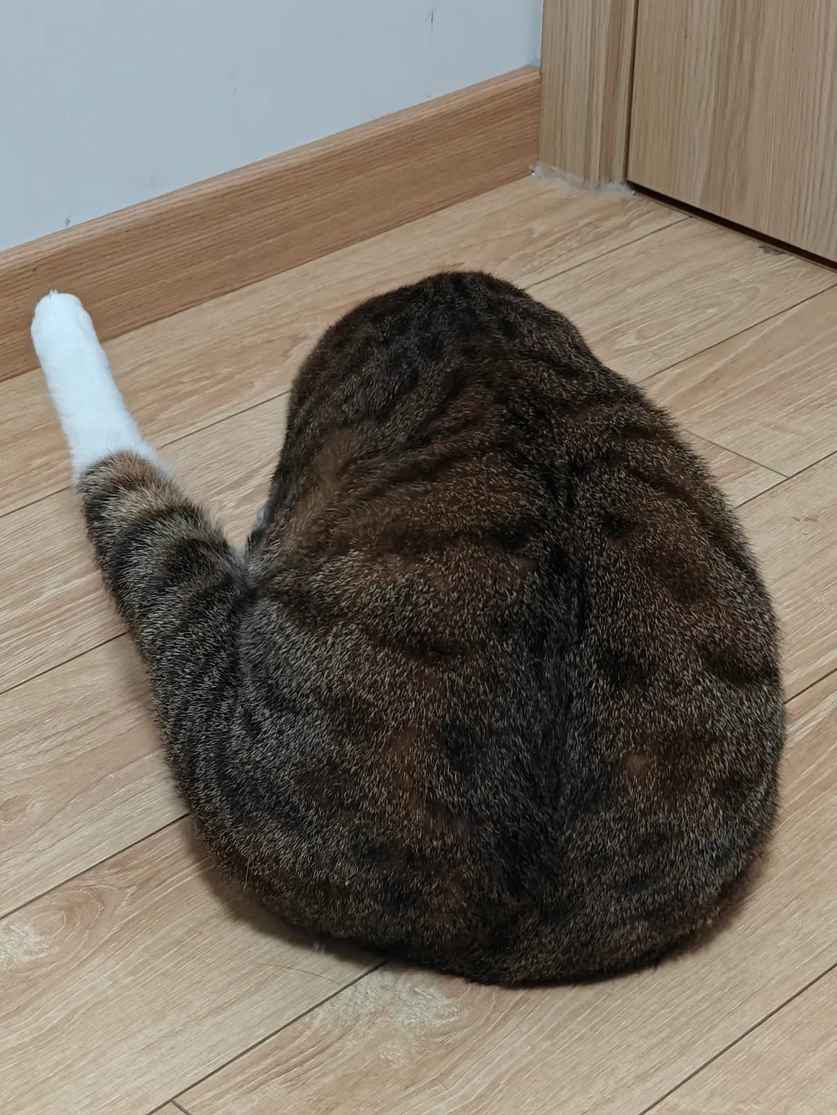 My Adorable Cat