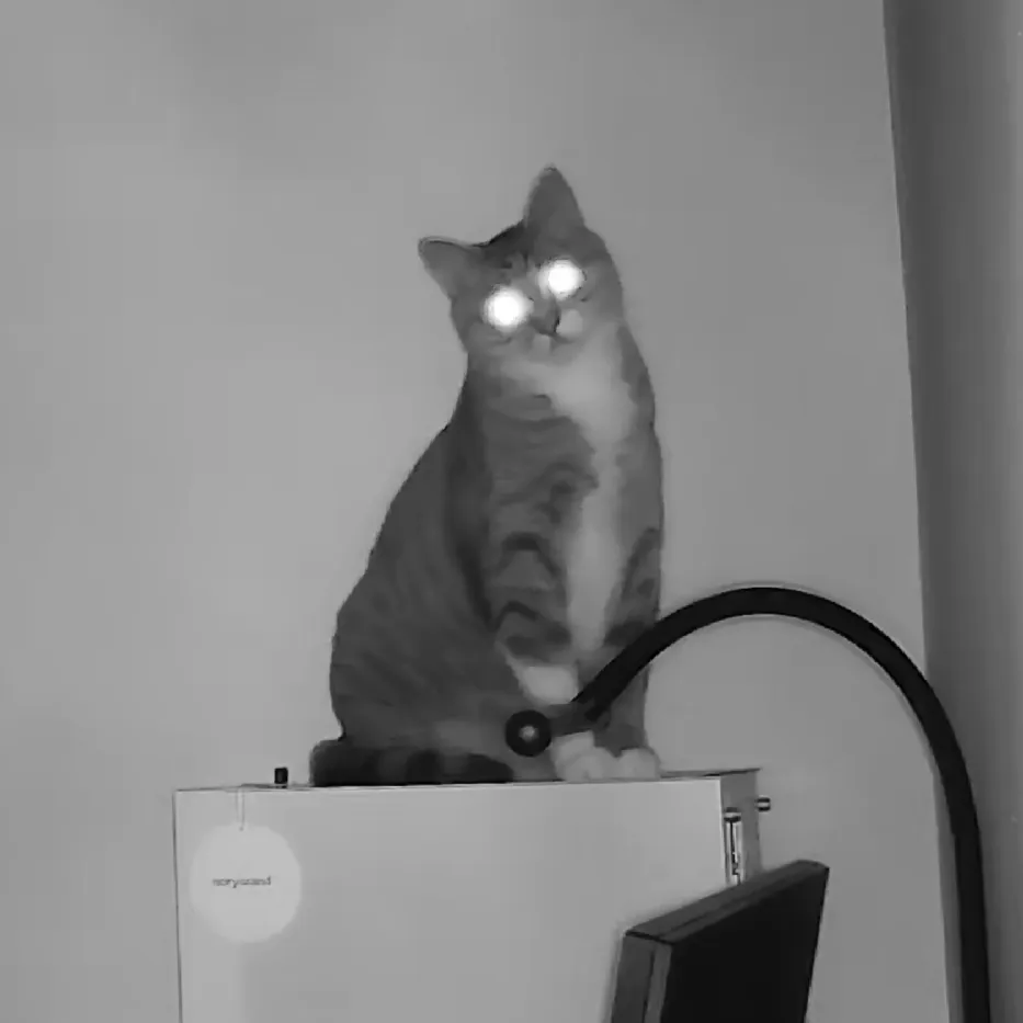 My Adorable Cat