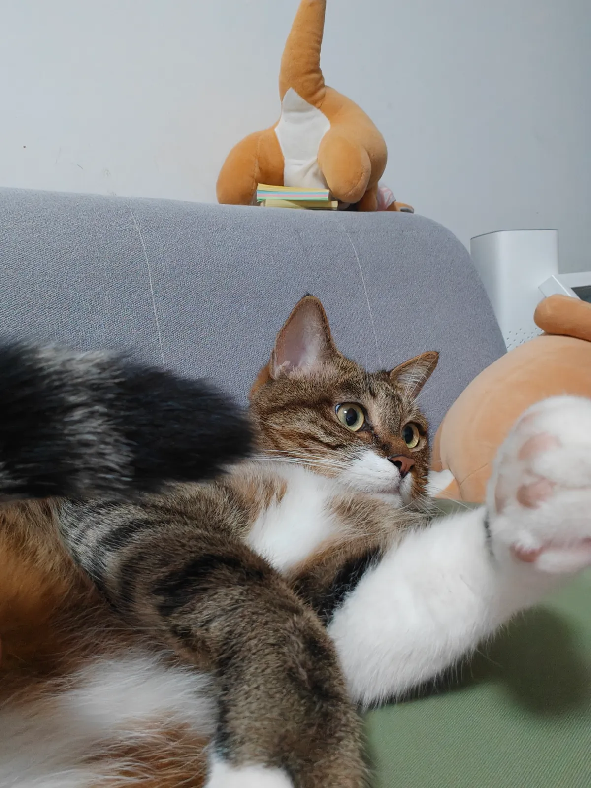 My Adorable Cat