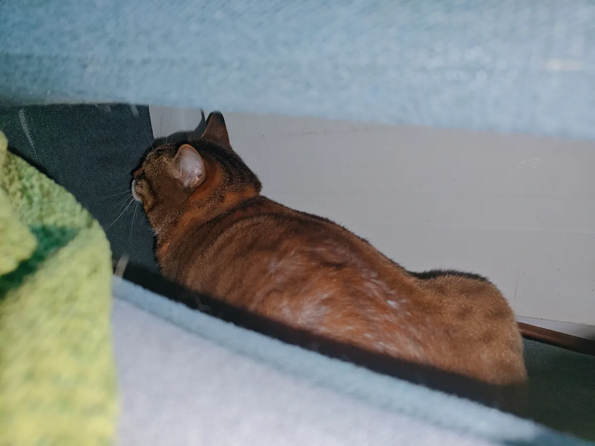 My Adorable Cat