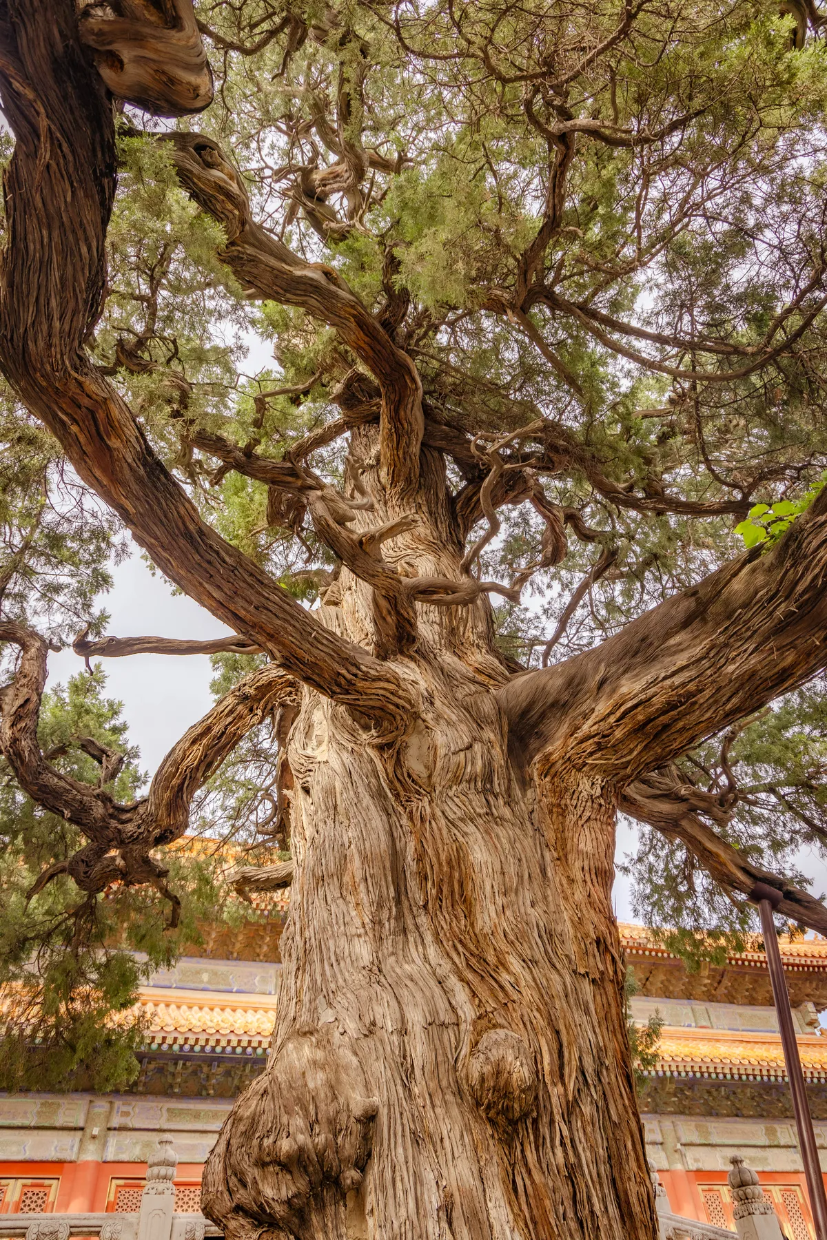 Lama Temple