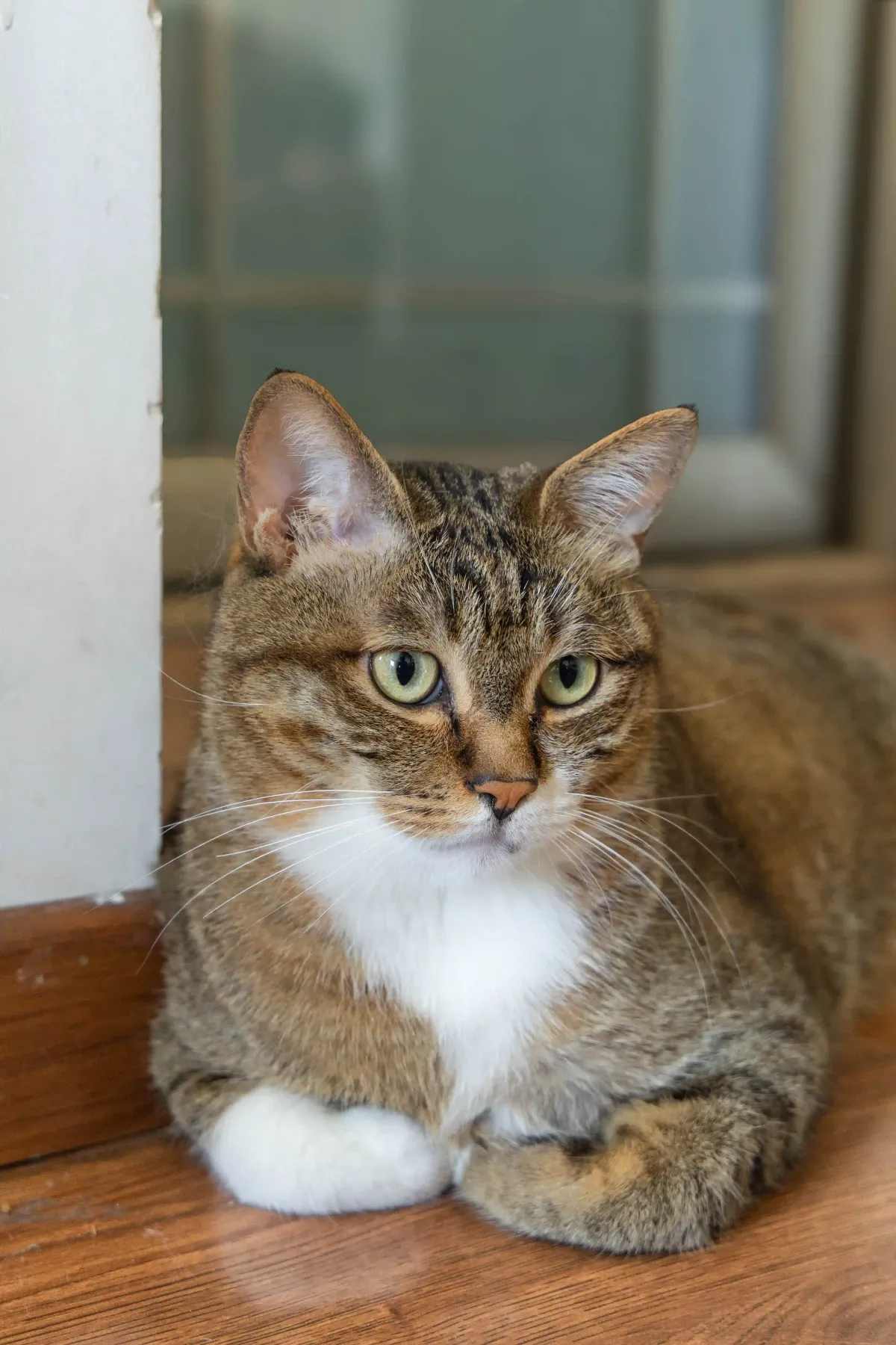 My Adorable Cat