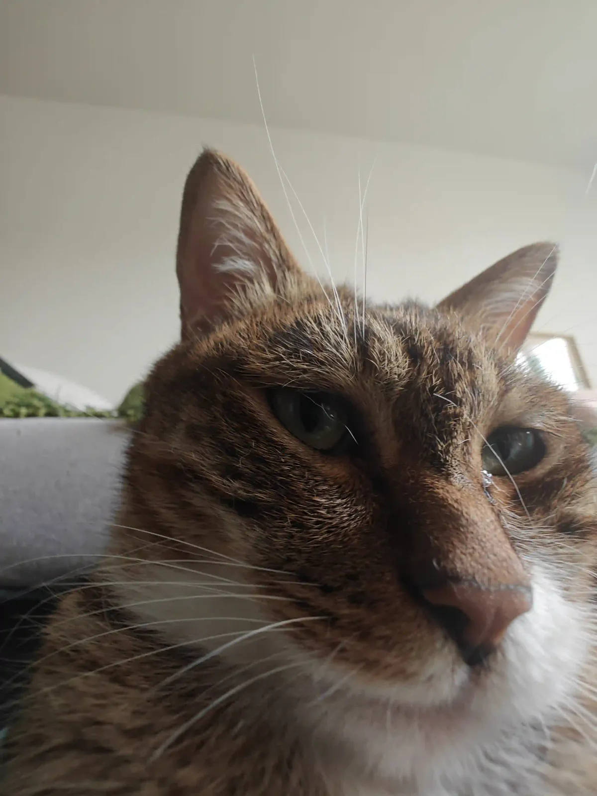 My Adorable Cat