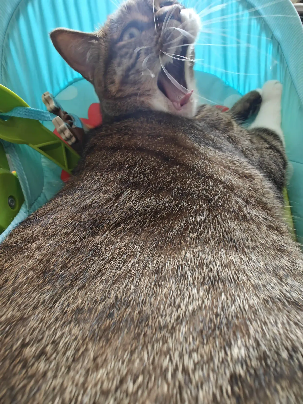 My Adorable Cat