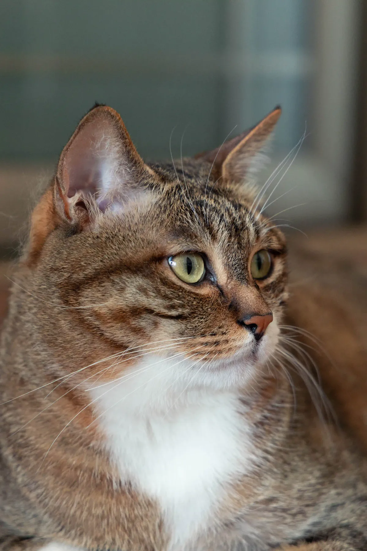 My Adorable Cat
