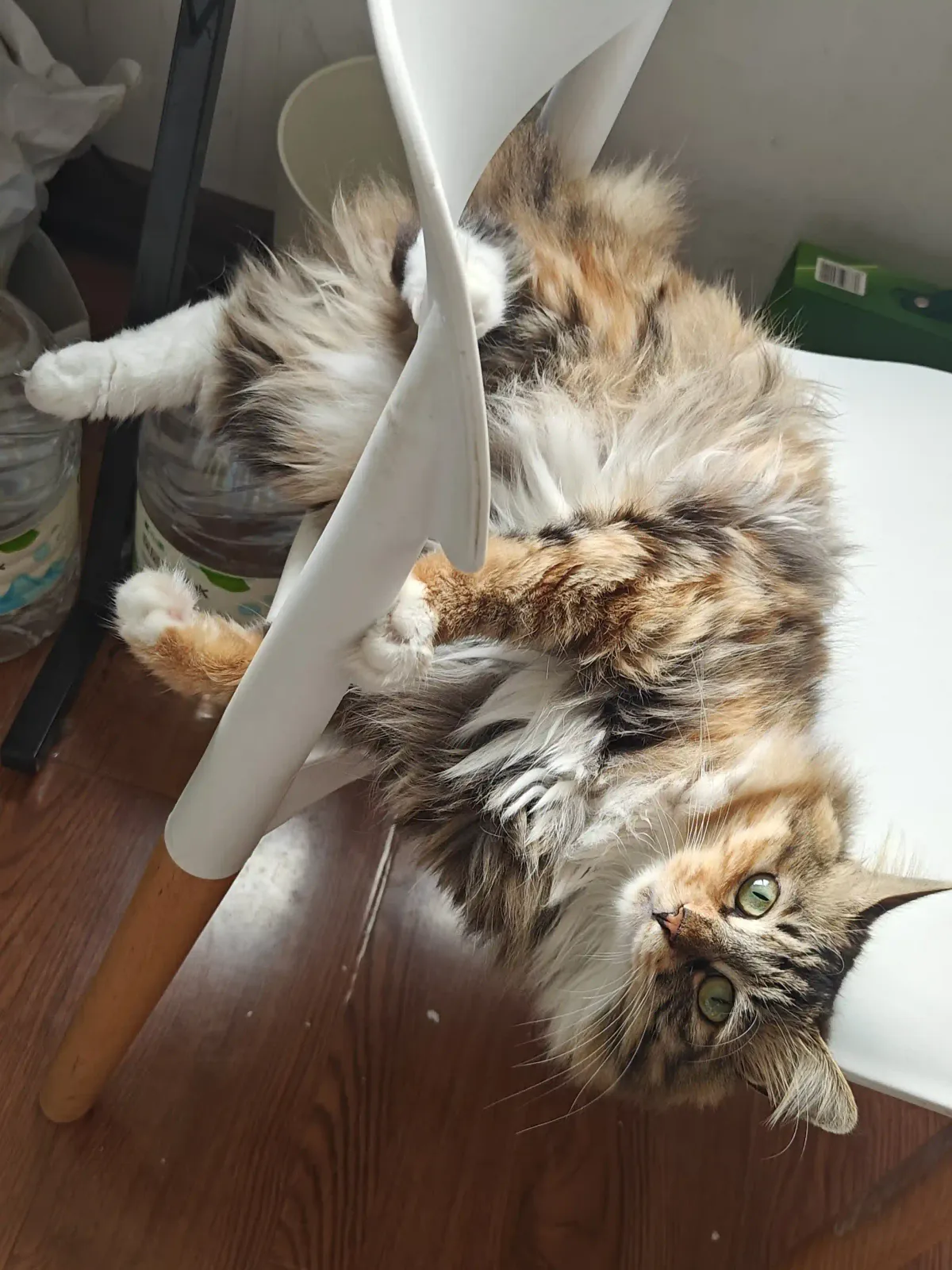 My Adorable Cat
