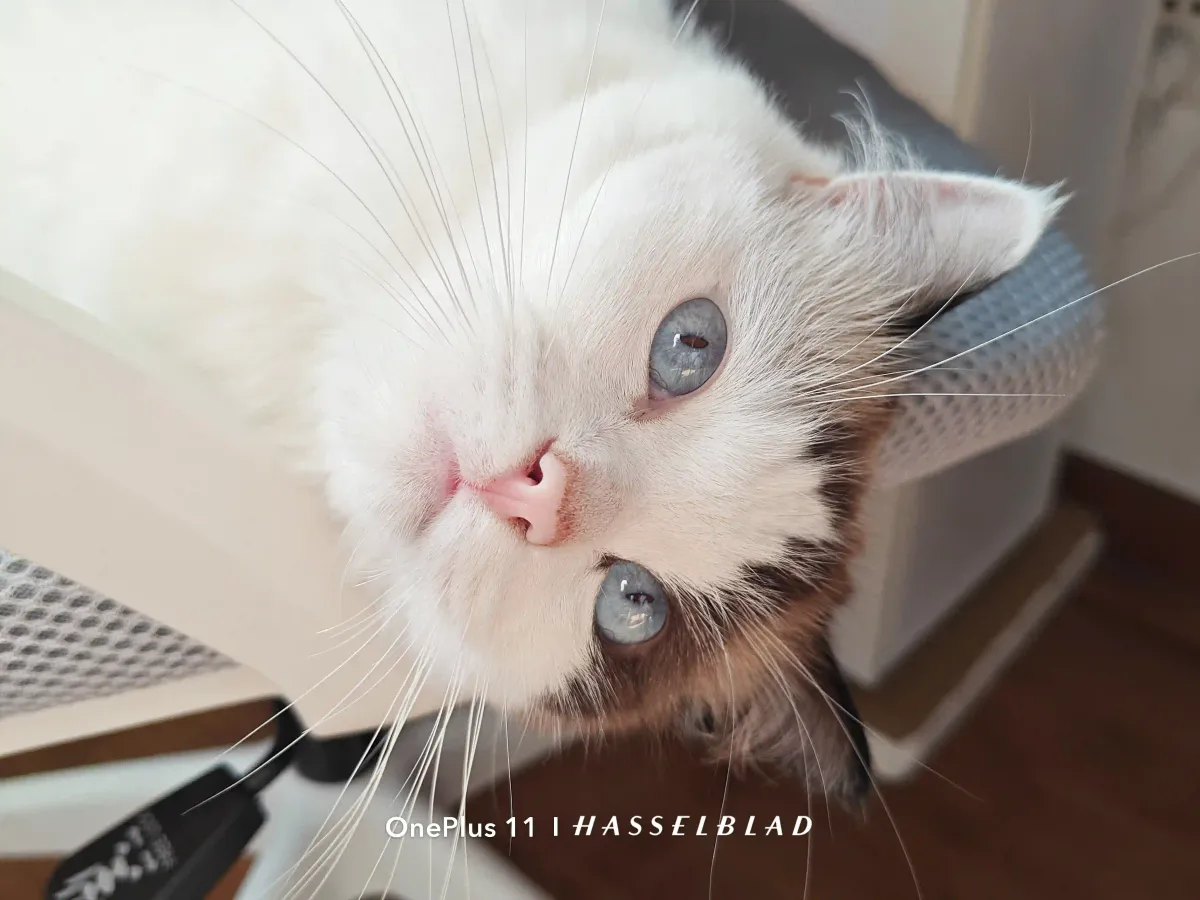 My Adorable Cat