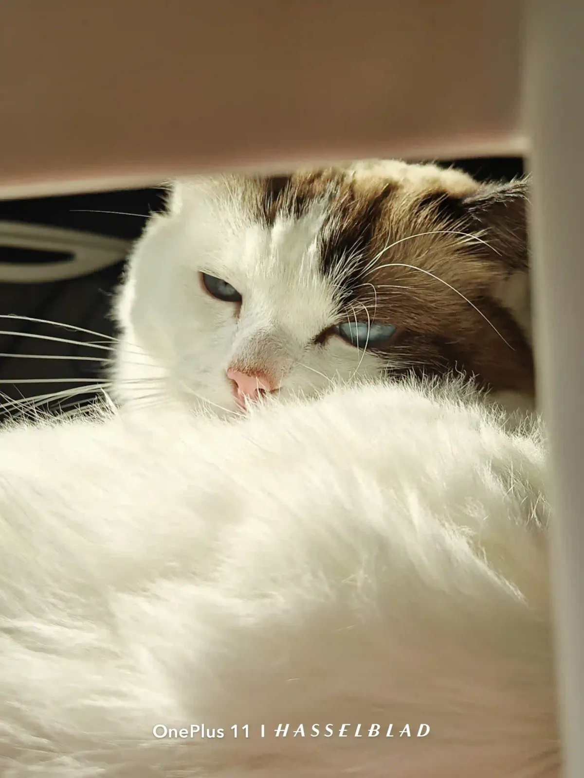 My Adorable Cat