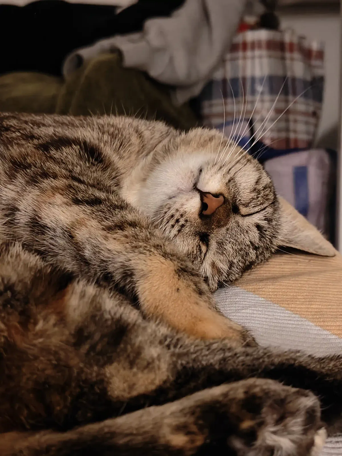 My Adorable Cat
