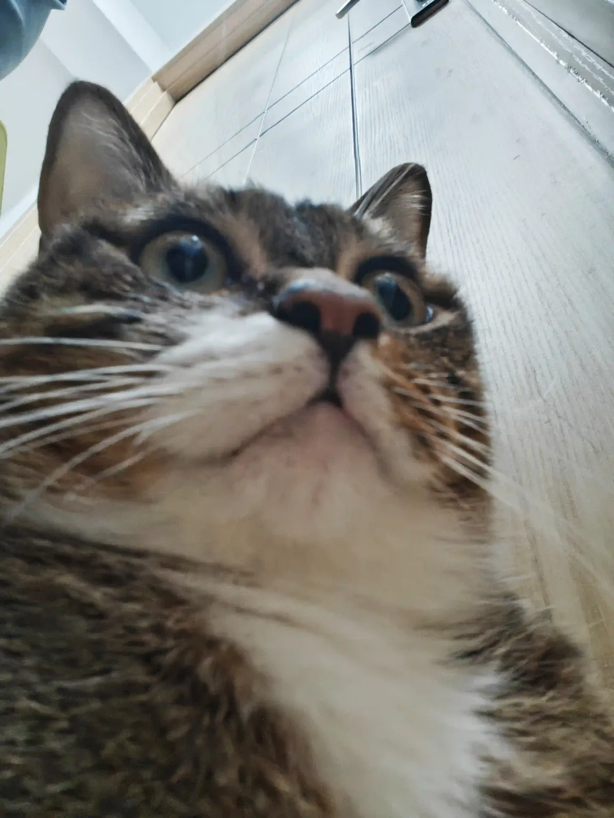 My Adorable Cat